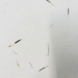 Handmade Seedpapers