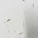Handmade Seedpapers